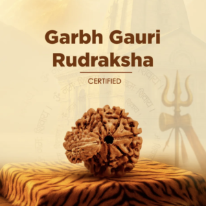 Original Siddh Garbh Gauri Rudraksha